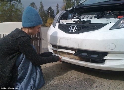 小狼被撞留车内 行驶800多公里后竟幸存 汽车之家