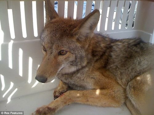 小狼被撞留车内 行驶800多公里后竟幸存 汽车之家