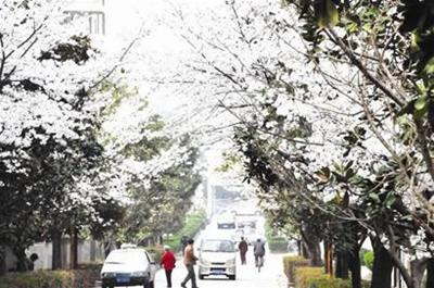 闹市的无名小巷内，竟也是樱花的海洋。