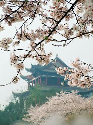 晴川阁旁的樱花树